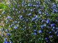 small clearing of bright blue flowers of chicory Royalty Free Stock Photo