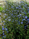 small clearing of bright blue flowers of chicory Royalty Free Stock Photo