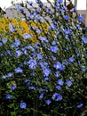 small clearing of bright blue flowers of chicory Royalty Free Stock Photo