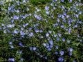 small clearing of bright blue flowers of chicory, a wild plant used in medicine Royalty Free Stock Photo
