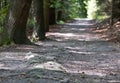 A small climb along the road of stones in the forest Royalty Free Stock Photo