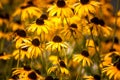 A field of Lazy Susans Royalty Free Stock Photo