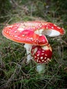 Small closed and big opened red Fly Agaric