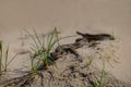 Small closeup snake crawl by a sand