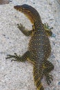 Small clouded monitor lizard Royalty Free Stock Photo