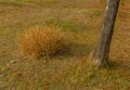 Small clump of brown grass