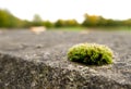 A small clump of moss growing on a weathered concrete wall Royalty Free Stock Photo