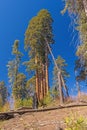 Small Clump of Sequoias on Arid Hill Royalty Free Stock Photo