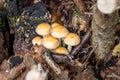 sulphur tuft toadstool clump