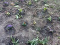 Small clumps of colorful flowers on black earth on the city flowerbed Royalty Free Stock Photo