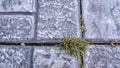 Small clumps of grass, formed in the cracks of the road