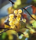 Small cluster of grapes at the sunlight.