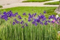 Small cluster of Japanese Iris blossoms in the morning light Royalty Free Stock Photo