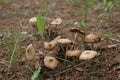 Small cluster of mushrooms on pine forest floor