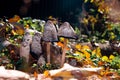 A small cluster of pale gray mushrooms, in the rays of the sun.