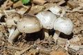 Small Cluster Of Pluteus Petasatus Mushrooms