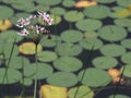 Small cluster of purple flower with lilypads