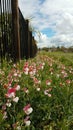 A small cluster of sweet pea flowers on a bright summer day. Royalty Free Stock Photo