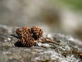 Small Cluster of Tree Cones on Rock