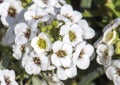 Small cluster of white tiny flowers on a small green shrub Royalty Free Stock Photo