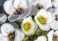 Small cluster of white tiny flowers on a small green shrub Royalty Free Stock Photo