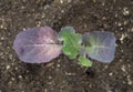 Young Broccoli Leaves Royalty Free Stock Photo