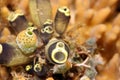 Small clusterof ascidians Royalty Free Stock Photo