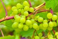 Small clusters of green grapes on the branches of a grape tree Royalty Free Stock Photo