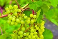 Small clusters of green grapes on the branches of a grape tree Royalty Free Stock Photo