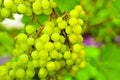 Small clusters of green grapes on the branches of a grape tree Royalty Free Stock Photo