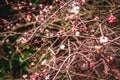 Small clusters of light pink flowers in spring blooming on branches Royalty Free Stock Photo