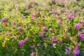 Small clusters of purple flowers. Purple Trailing Lantana in bloom in city park. An evergreen plant