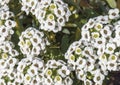 Small clusters of white tiny flowers on a small green shrub