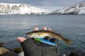 Small coalfish in the hand