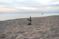 Small coconut growing  on the beach during the sunset Royalty Free Stock Photo
