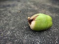 Small coconut macro shot in a summer days Royalty Free Stock Photo