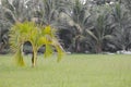 Small coconut tree decorate in garden