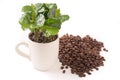Small coffee plant in coffee cup and coffeebeans