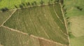 Coffee plantation farm in the interior of Brazil