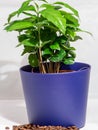 Small Coffee Tree A potted plant isolated on white Royalty Free Stock Photo