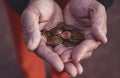 Small coins eurocents in the palms of men, the finances of European States as commodity-monetary u nits Royalty Free Stock Photo