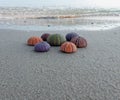 A small collection of colorful sea urchins on a wet sand beach by the seaside.
