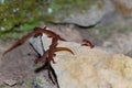 Eastern Newt Royalty Free Stock Photo