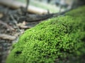 a small collection of grass growing on the rocks