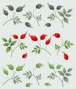 Small collection of rose hips berries on green foliate twigs.