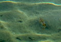 Small colofrul calamar floating in the water on Konnos beach, Cyprus