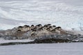 Small colony of Adelie penguins among the rocks and snow on the
