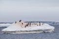 Small colony of adelie penguins on top of a floating iceberg