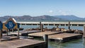 Small colony of California sea lions, known also as Zalophus Californianus at Pier 39, San Francisco, California, USA Royalty Free Stock Photo