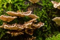 BRACKED FUNGUS AND GREEN MOSS Royalty Free Stock Photo